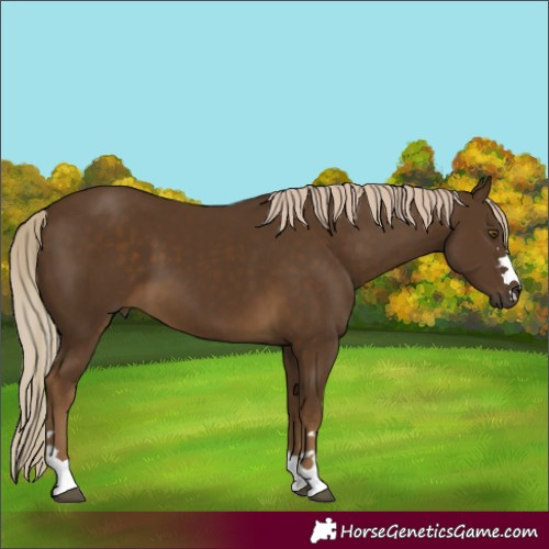 Horse Color:Chocolate Palomino 