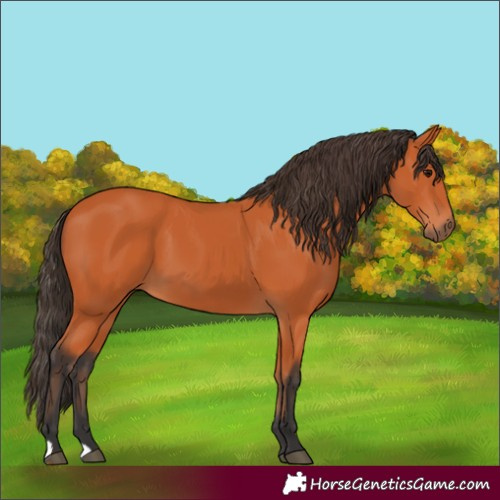 Horse Color:Bay 