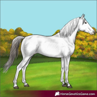 Horse Color:Bay Fewspot 