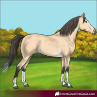Horse Color:Buckskin Splash 