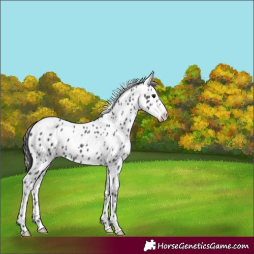 Horse Color:Black Appaloosa 