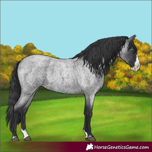 Horse Color:Blue Roan Splash 