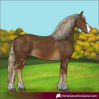 Horse Color:Chocolate Palomino 