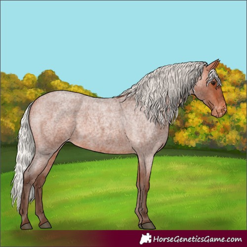 Horse Color:Silver Bay Roan Appaloosa