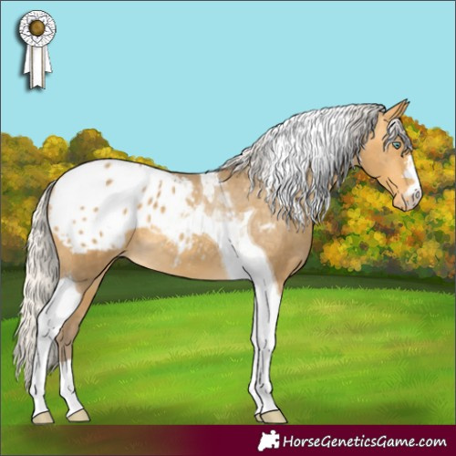 Horse Color:Silver Amber Cream Champagne Tobiano Appaloosa 