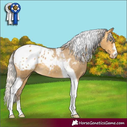 Horse Color:Silver Amber Cream Champagne Tobiano Appaloosa 