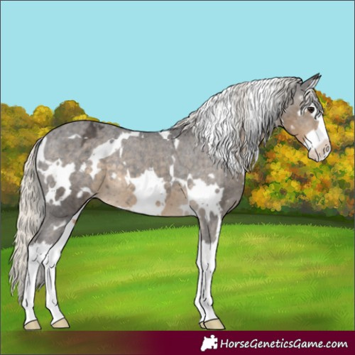 Horse Color:White Spotted Silver Smoky Black Splash Appaloosa 