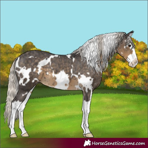 Horse Color:White Spotted Silver Smoky Black Splash Appaloosa 