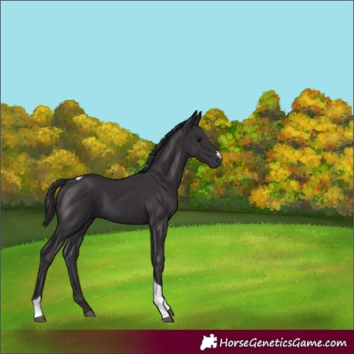 Horse Color:Smoky Black Tobiano 