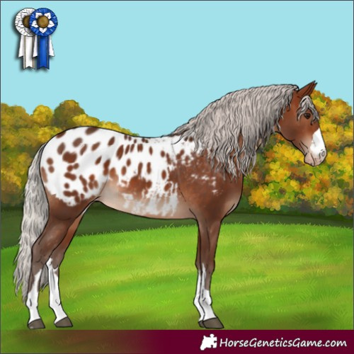 Horse Color:Silver Bay Appaloosa 