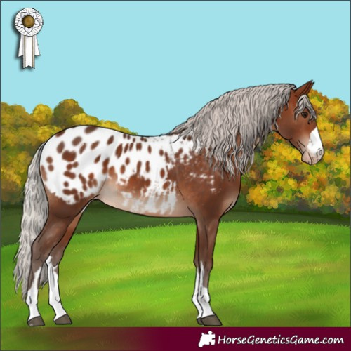 Horse Color:Silver Bay Appaloosa 