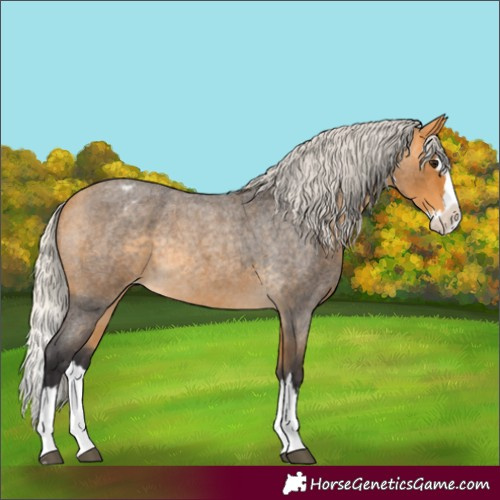 Horse Color:Silver Buckskin Roan Splash Appaloosa Rabicano 