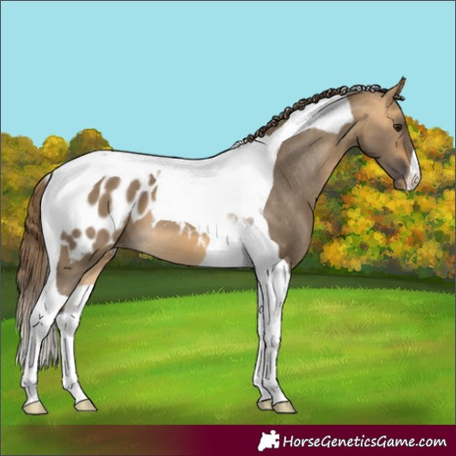 Horse Color:Buckskin Dun Tobiano Appaloosa 