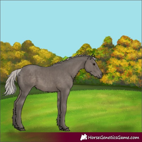 Horse Color:Silver Black Mushroom