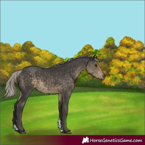 Horse Color:Silver Smoky Black Mushroom Sabino 