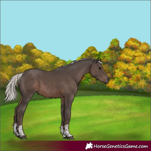 Horse Color:Silver Black Mushroom Sabino 