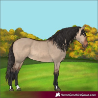 Horse Color:Bay Dun