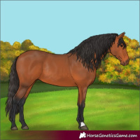 Horse Color:Bay Rabicano