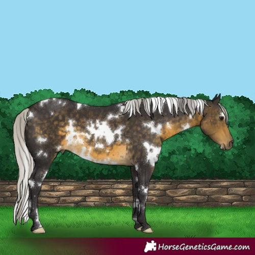 Horse Color:White Spotted Silver Buckskin 