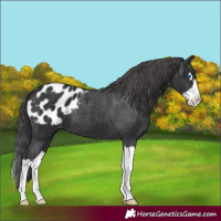 Horse Color:Black Splash Appaloosa 