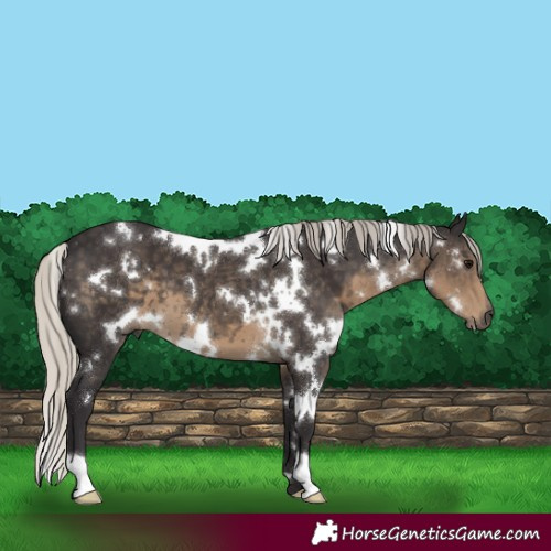 Horse Color:White Spotted Silver Smoky Black 