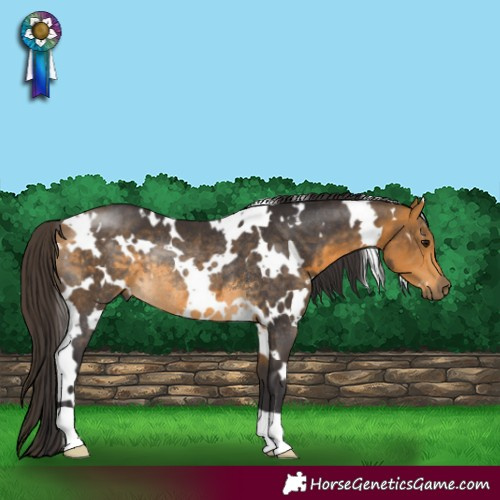 Horse Color:White Spotted Buckskin Rabicano 