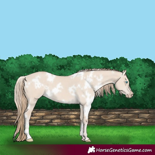 Horse Color:White Spotted Smoky Creme Dun 