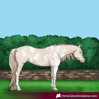 Horse Color:White Spotted Smoky Creme Dun 