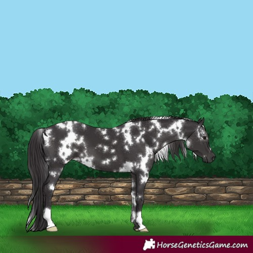 Horse Color:White Spotted Smoky Black 