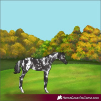 Horse Color:White Spotted Smoky Black 