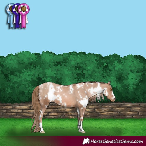 Horse Color:White Spotted Liver Chestnut Pearl Appaloosa 