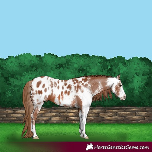 Horse Color:Chestnut Sabino Appaloosa 