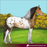 Horse Color:Buckskin Tobiano Blanket