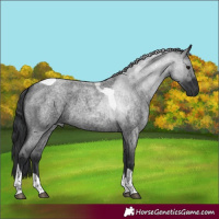 Horse Color:Blue Roan Tobiano