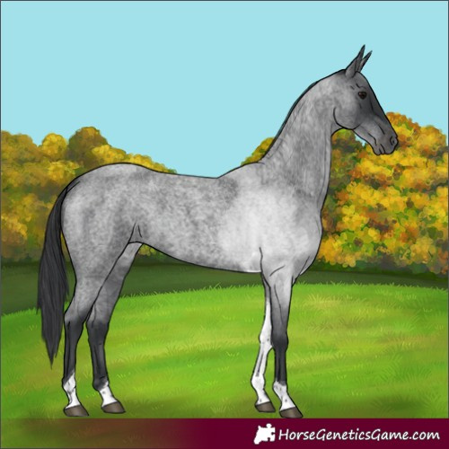 Horse Color:Blue Roan Tobiano 