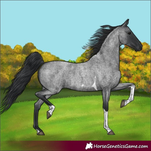 Horse Color:Blue Roan Tobiano 