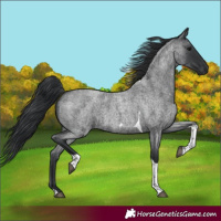 Horse Color:Blue Roan Tobiano