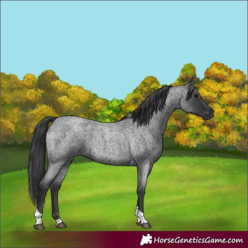 Horse Color:Blue Roan Tobiano