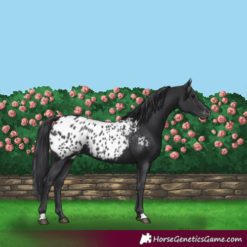 Horse Color:Black Blanket Rabicano 