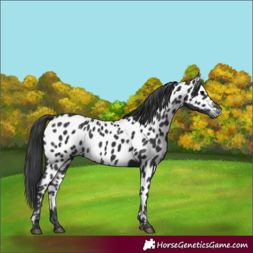 Horse Color:Black Near Leopard Rabicano 