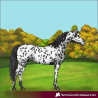 Horse Color:Black Near Leopard Rabicano 