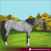 Horse Color:Blue Roan Tobiano 
