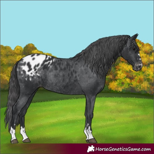 Horse Color:Black Appaloosa Rabicano 