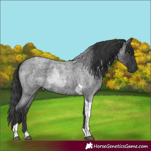 Horse Color:Blue Roan Tobiano