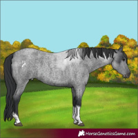 Horse Color:Blue Roan Tobiano 