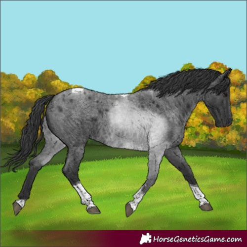 Horse Color:Blue Roan Tobiano 