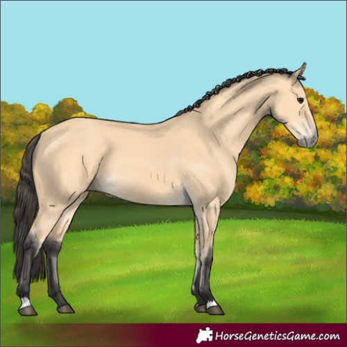 Horse Color:Buckskin 
