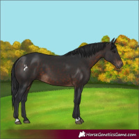 Horse Color:Brown 