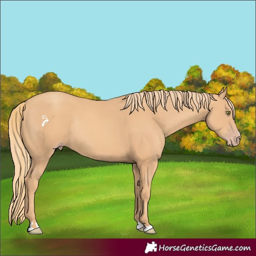 Horse Color:Gold Champagne Rabicano