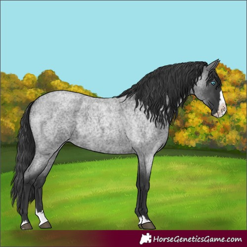 Horse Color:Blue Roan Splash 